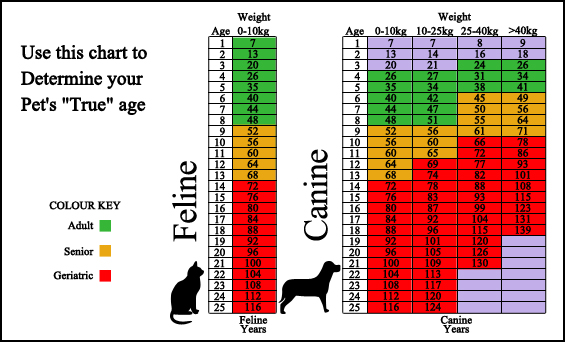 Animal Hospital at Rice Hope - Surveillance Screening